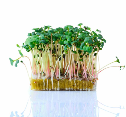 Микрозелень редиса зеленого XXL фото 2